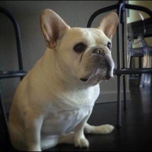 Meet your Posher, Jacqueline